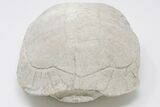 8.7" Fossil Tortoise (Stylemys) - Wyoming - #197486-1